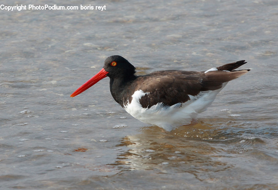 Beak, Bird, Duck, Teal, Waterfowl, Booby, Head