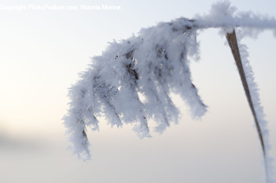 Ice, Icicle, Snow, Winter