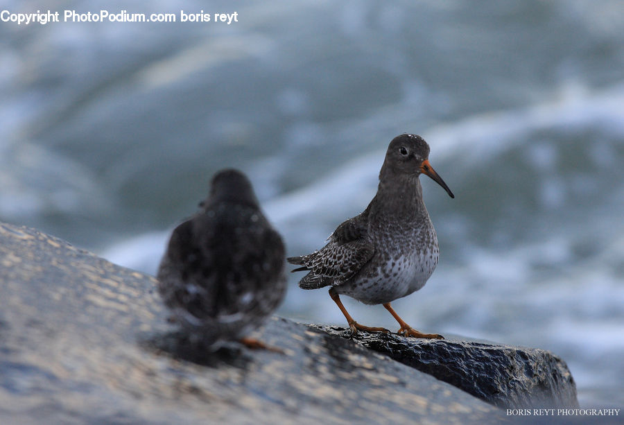 Bird, Partridge, Beak, Wren, Booby, Dove, Pigeon