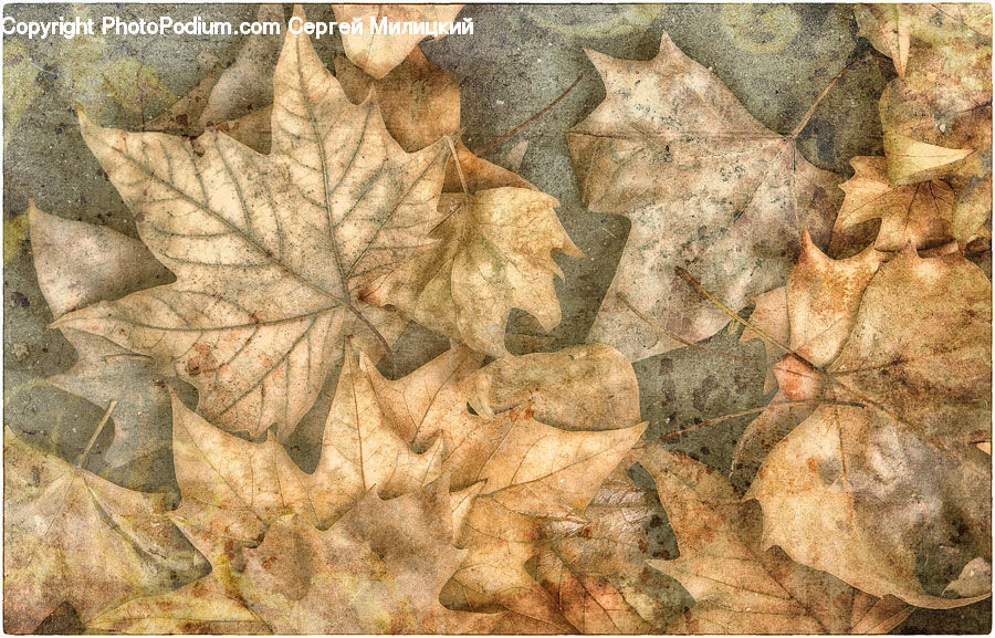 Maple, Maple Leaf, Plant, Leaf, Oak, Sycamore, Tree