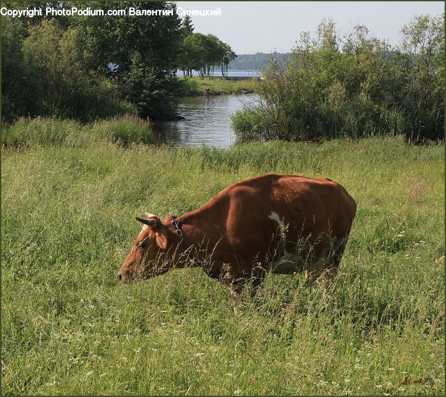 Animal, Cattle, Cow, Dairy Cow, Mammal, Countryside, Grassland