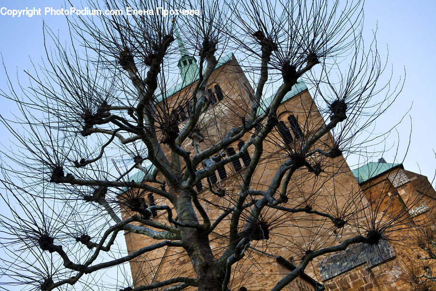 Plant, Tree, Willow, Architecture, Bell Tower, Clock Tower, Tower