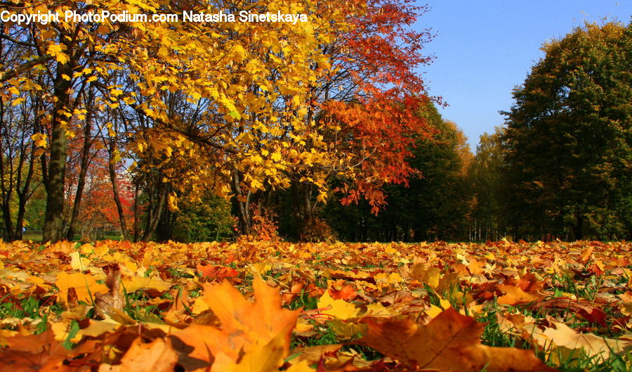 Maple, Tree, Wood, Ivy, Plant, Vine, Conifer