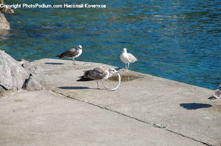 Bird, Seagull, Coast, Outdoors, Sea, Water, Rock