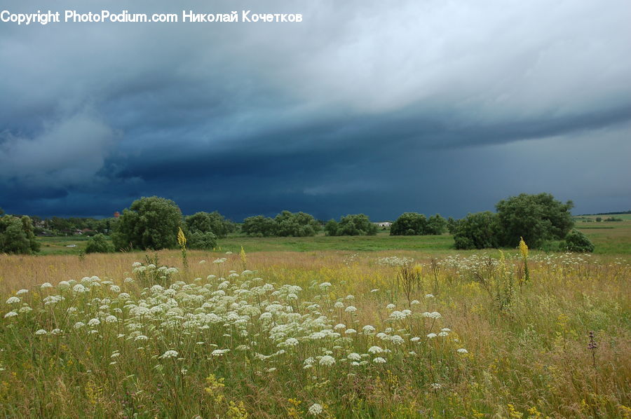 Field, Grass, Grassland, Land, Outdoors, Plant, Landscape