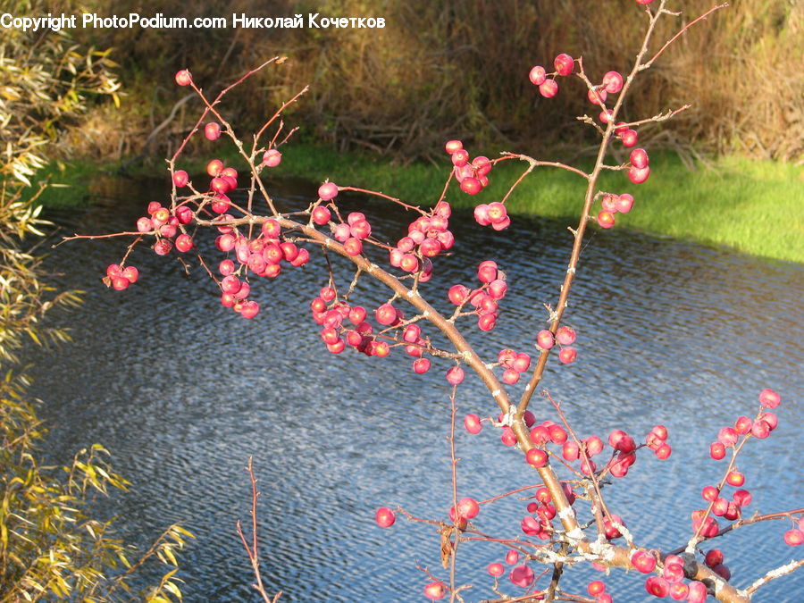 Cherry, Fruit, Hip Fruit, Land, Marsh, Pond, Swamp