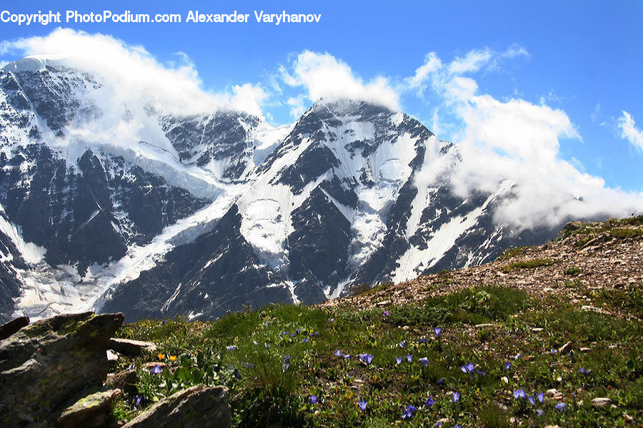 Fiber, Flax, Flora, Flower, Plant, Arctic, Glacier