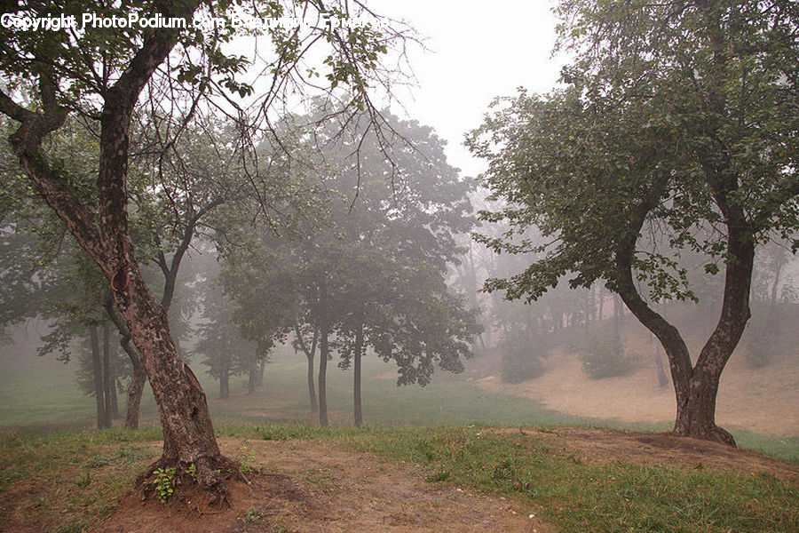 Plant, Potted Plant, Dirt Road, Gravel, Road, Fog, Forest