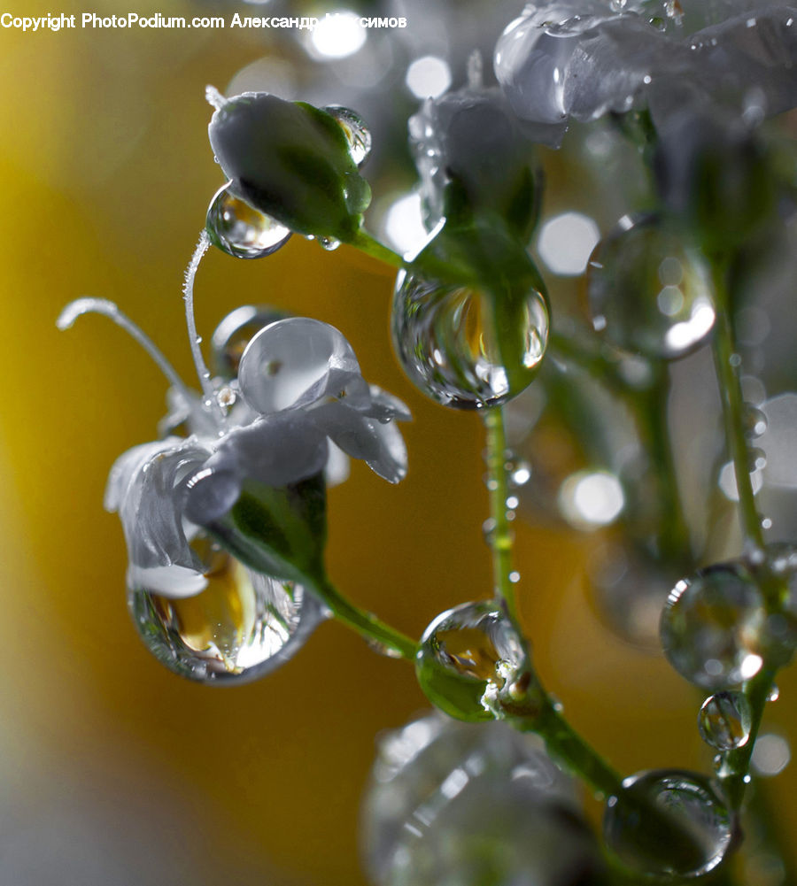 Droplet, Water, Glass, Blossom, Flower, Lilac, Plant