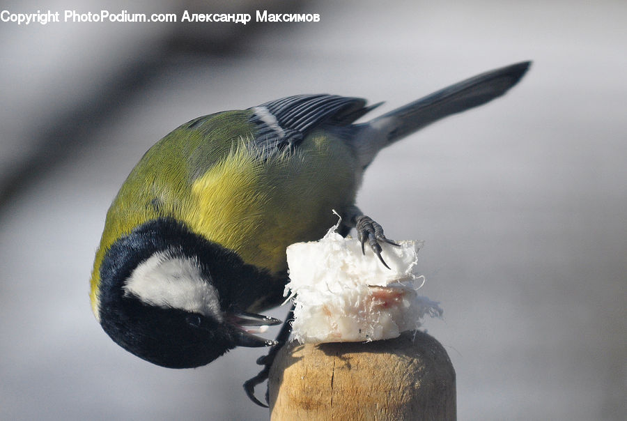 Beak, Bird, Head, Portrait, Bee Eater