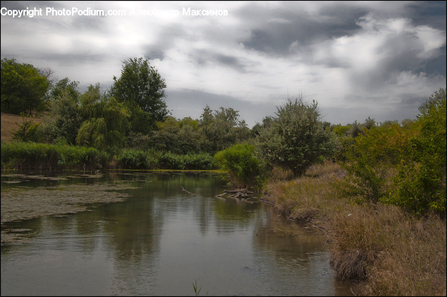 Land, Marsh, Outdoors, Swamp, Water, Pond, Plant