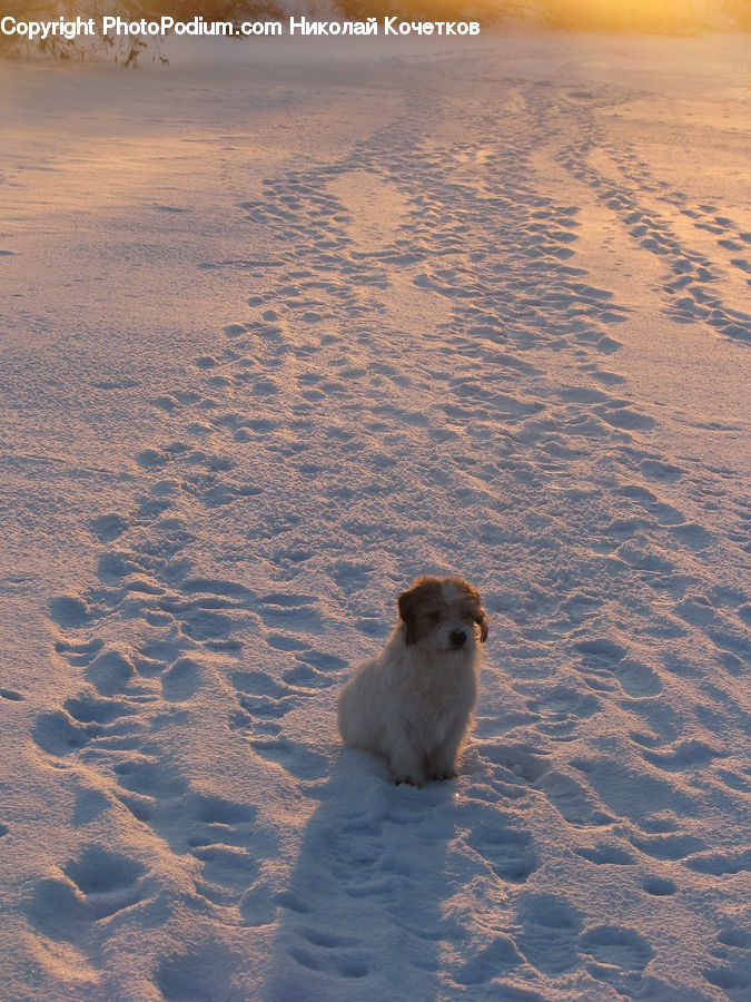 Animal, Canine, Dog, Mammal, Pet, Beach, Coast