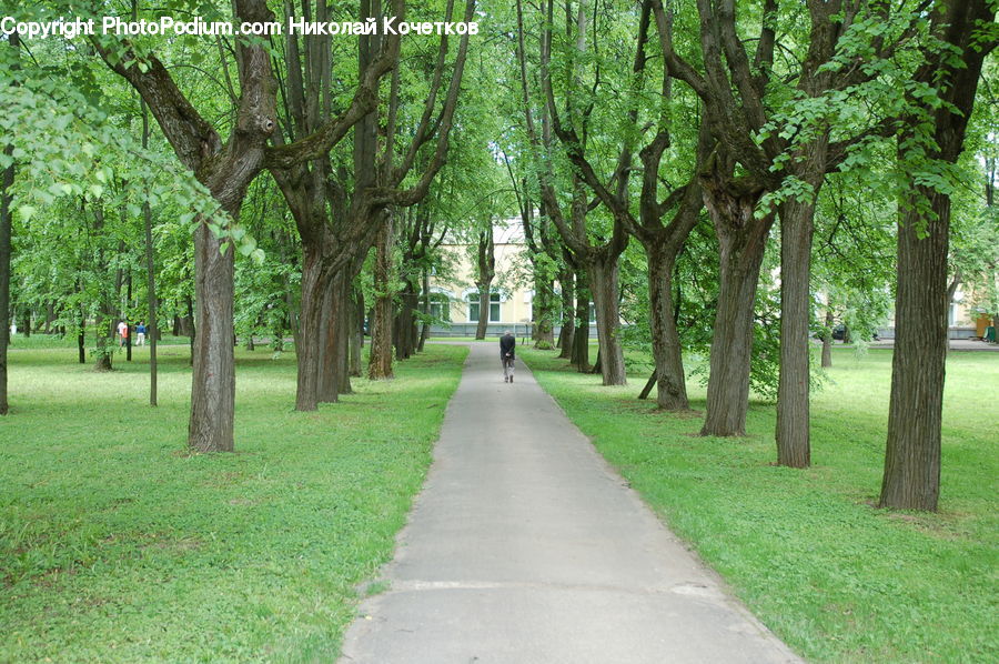 Oak, Tree, Wood, Boardwalk, Path, Pavement, Sidewalk