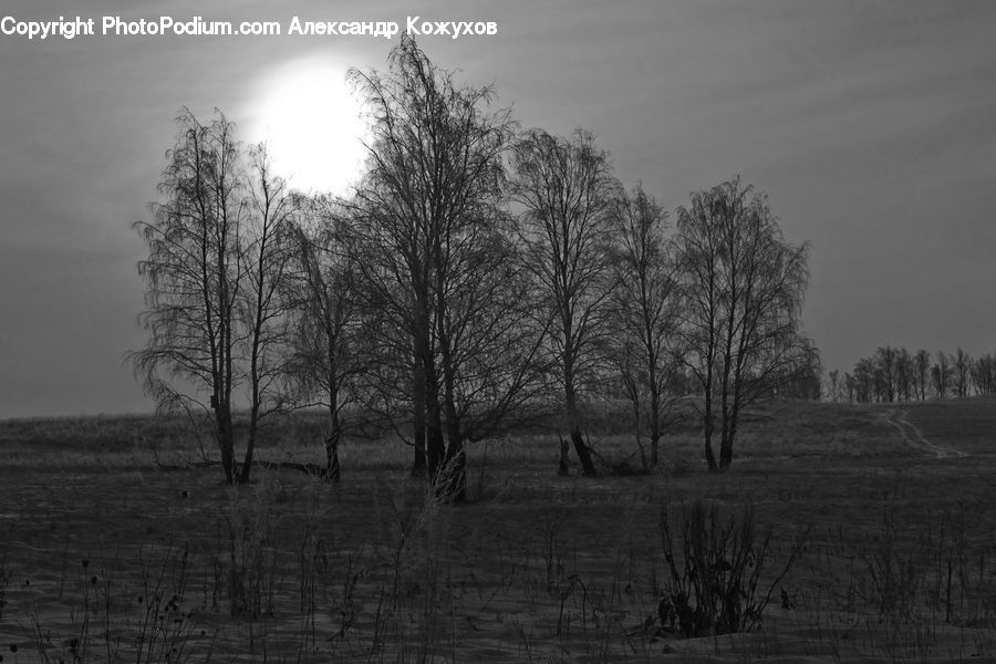 Plant, Tree, Countryside, Outdoors, Oak, Wood, Forest