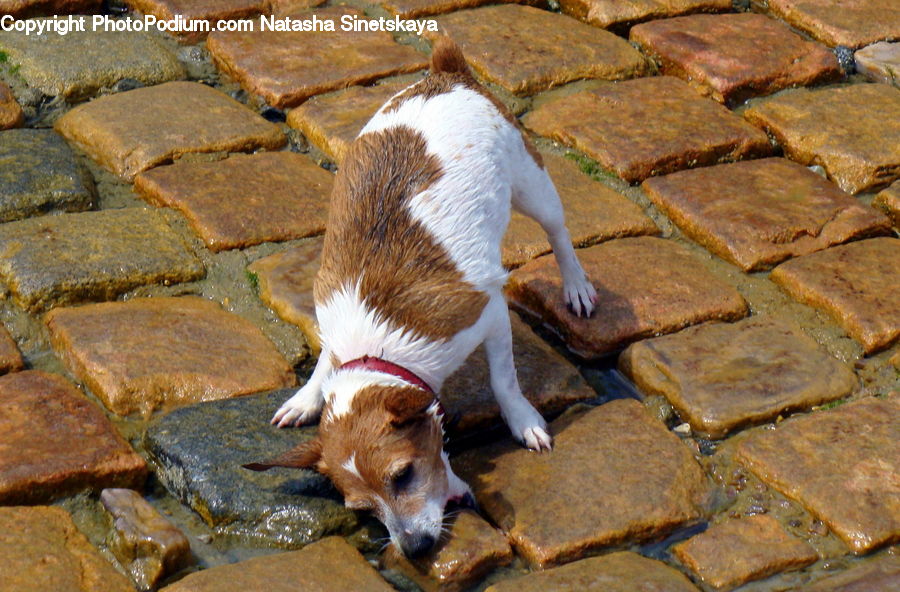 Animal, Goat, Mammal, Mountain Goat, Cobblestone, Pavement, Walkway