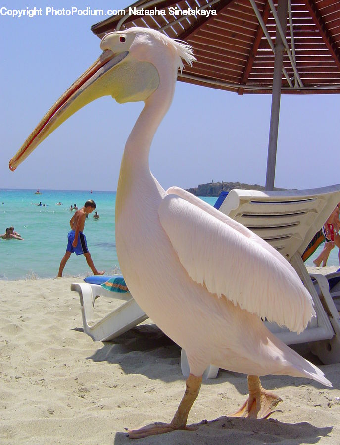 Bird, Pelican, People, Person, Human, Sport, Surfboard