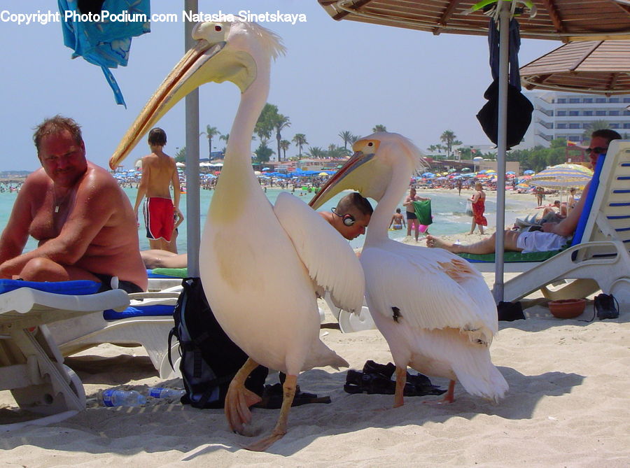 People, Person, Human, Bird, Pelican, Aircraft, Airplane