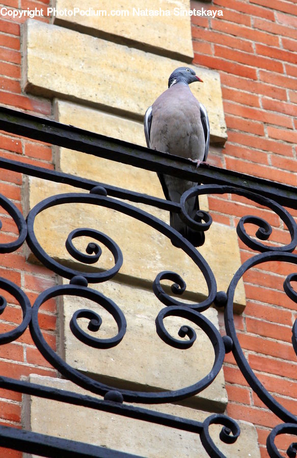 Bird, Pigeon, Dove, Brick