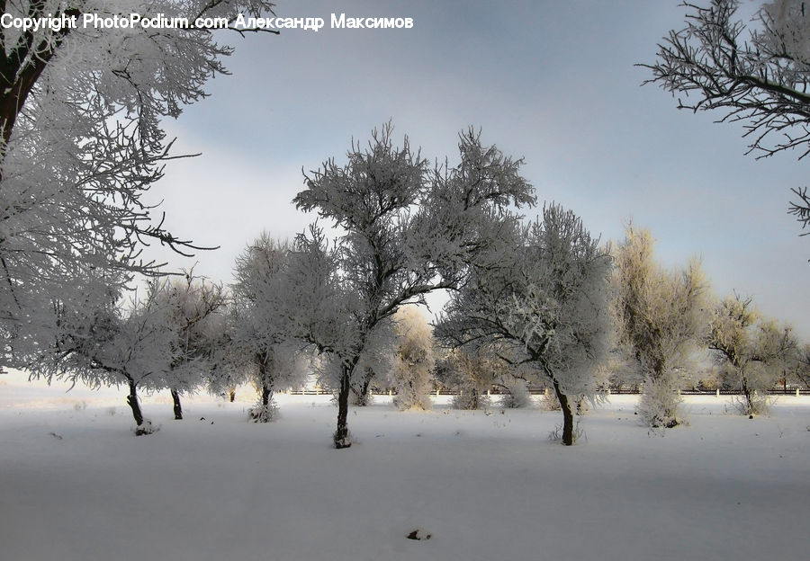 Frost, Ice, Outdoors, Snow, Plant, Tree, Blossom