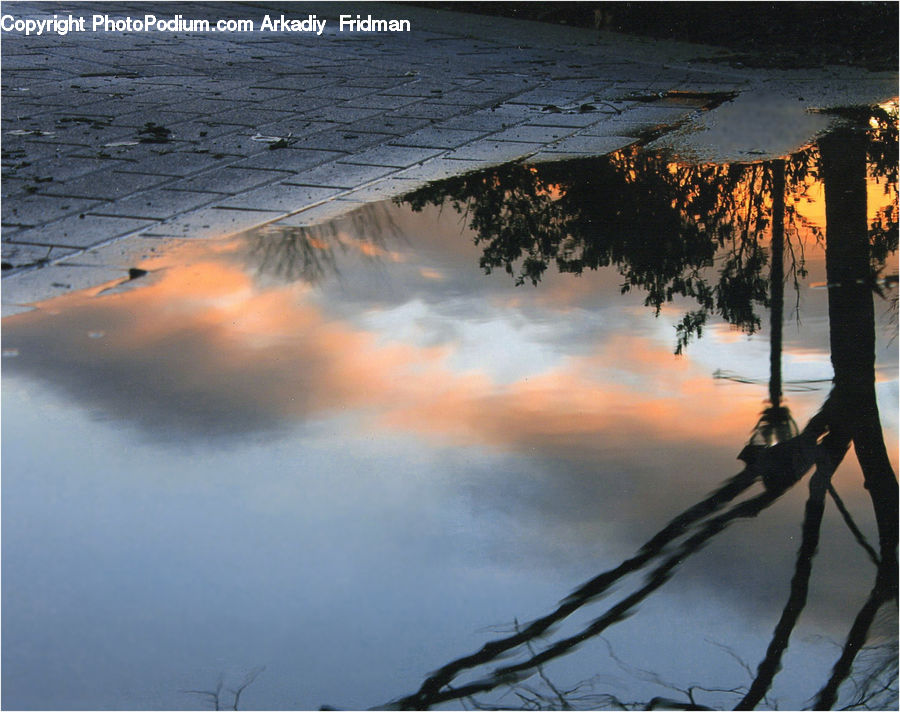 Puddle, Dawn, Dusk, Sky, Sunrise, Sunset, Conifer