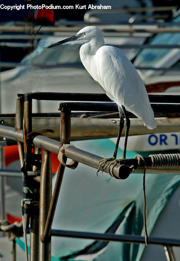 Bird, Seagull, Crane Bird, Heron, Bicycle, Bike, Vehicle