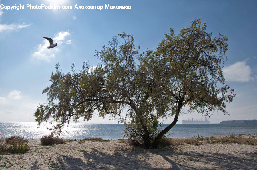 Plant, Tree, Beach, Coast, Outdoors, Sea, Water