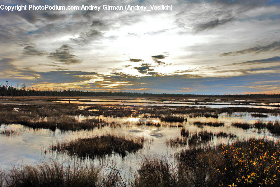 Land, Marsh, Pond, Swamp, Water, Field, Grass