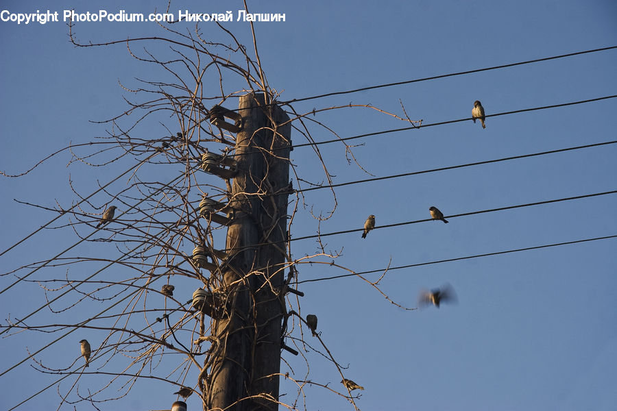 Cable, Electric Transmission Tower, Power Lines, Bee Eater, Bird, Birch, Tree