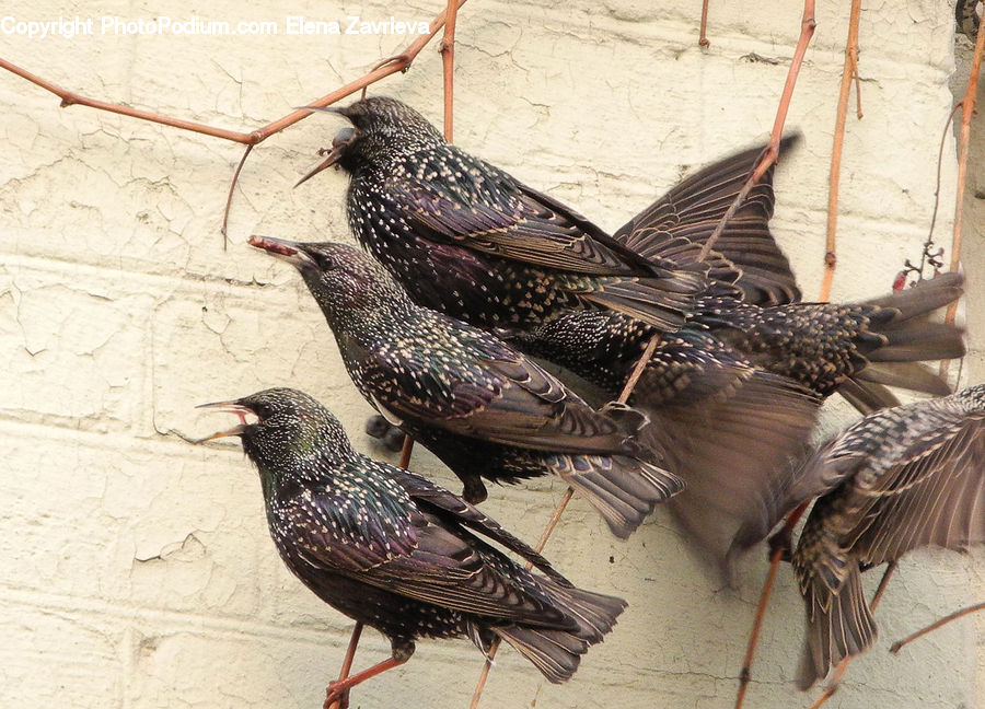 Cricket Insect, Grasshopper, Insect, Bird, Quail, Blackbird, Grouse