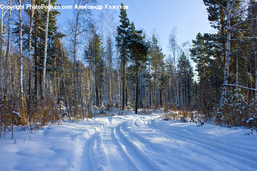 Forest, Vegetation, Conifer, Fir, Plant, Tree, Dirt Road