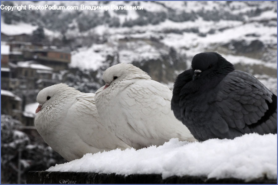 Chicken, Fowl, Hen, Poultry, Bird, Pigeon, Dove