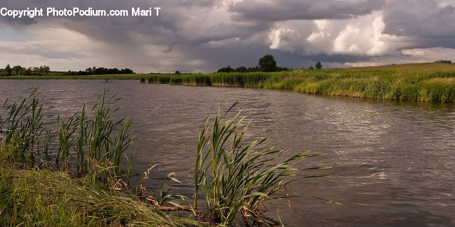 Field, Grass, Grassland, Plant, Outdoors, Pond, Water