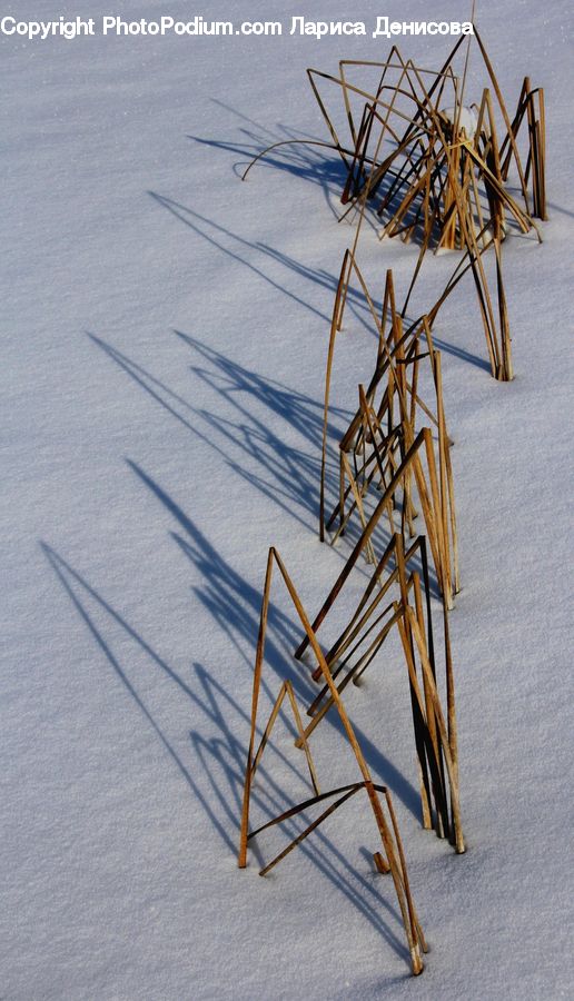 Insect, Invertebrate, Mosquito, Grass, Plant, Reed, Bamboo
