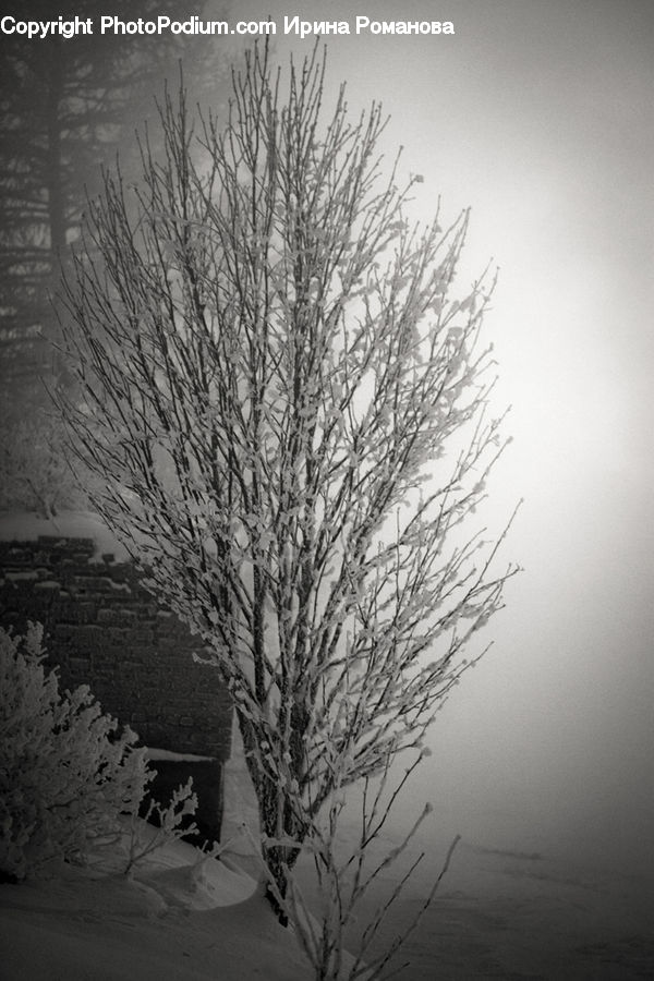 Plant, Tree, Bush, Vegetation, Frost, Ice, Outdoors