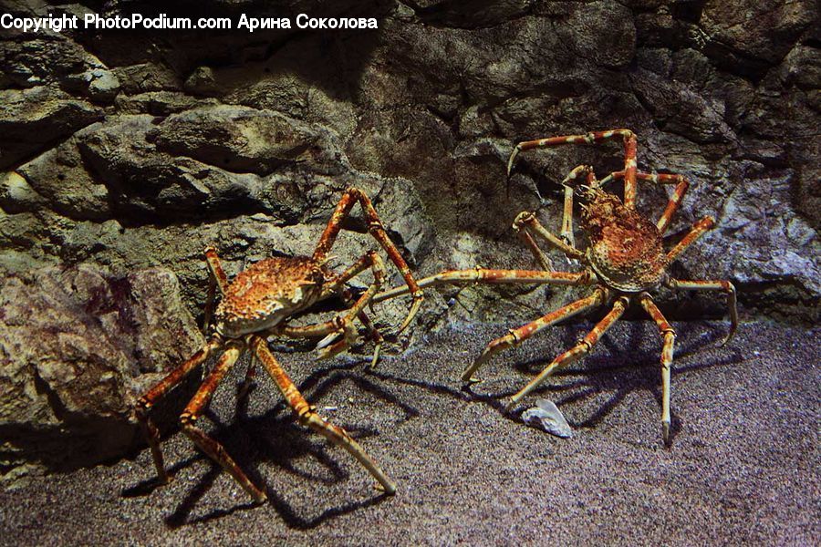 Crab, Invertebrate, Sea Life, Seafood, King Crab, Arachnid, Garden Spider