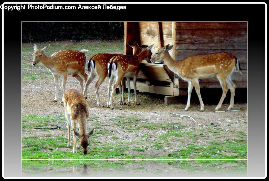 Animal, Gazelle, Impala, Mammal, Wildlife, Deer, Bongo