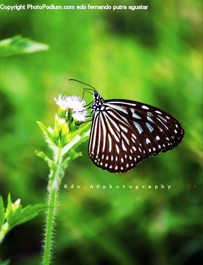 Butterfly, Insect, Invertebrate, Fern, Plant, Leaf, Blossom