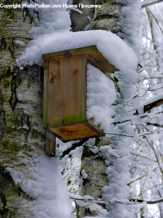 Ice, Outdoors, Snow, Bird, Eagle