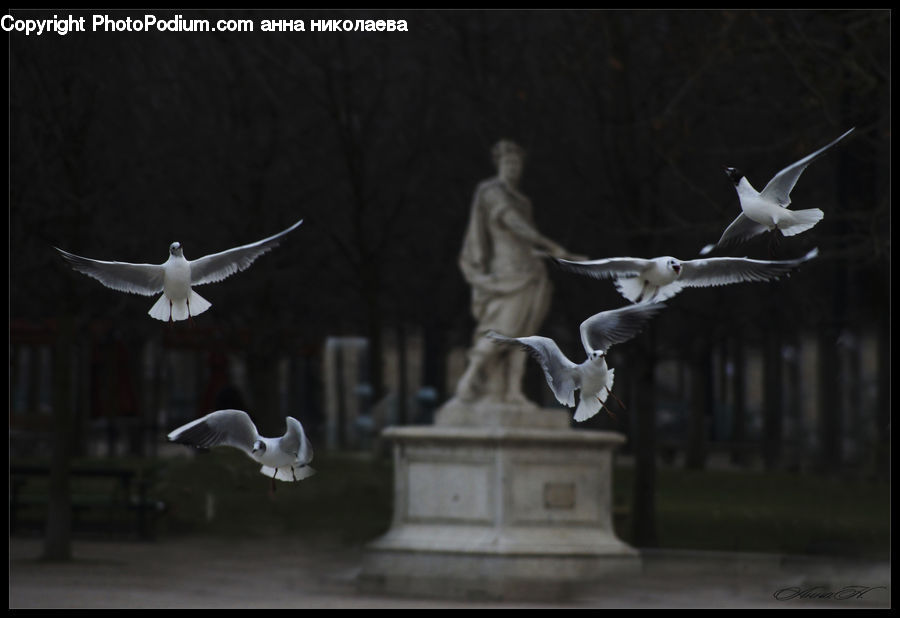 Bird, Seagull, People, Person, Human, Dove, Pigeon