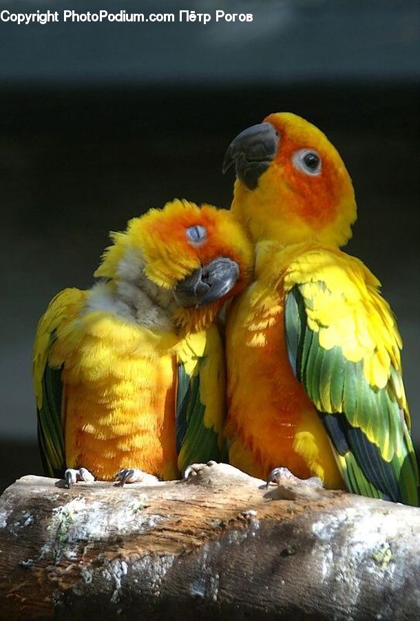 Beak, Bird, Macaw, Parrot