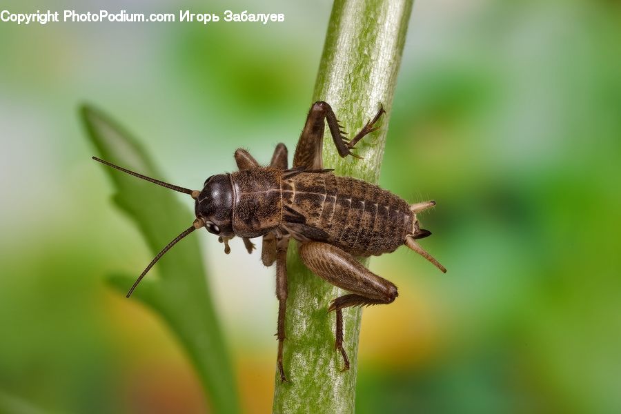 Cricket Insect, Grasshopper, Insect, Asilidae, Invertebrate, Andrena, Apidae