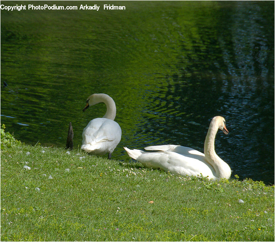 Bird, Swan, Waterfowl, Goose, Pelican, Crane Bird, Heron