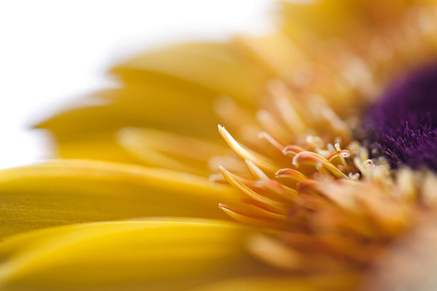 Blossom, Flora, Flower, Plant, Pollen, Daisies, Daisy
