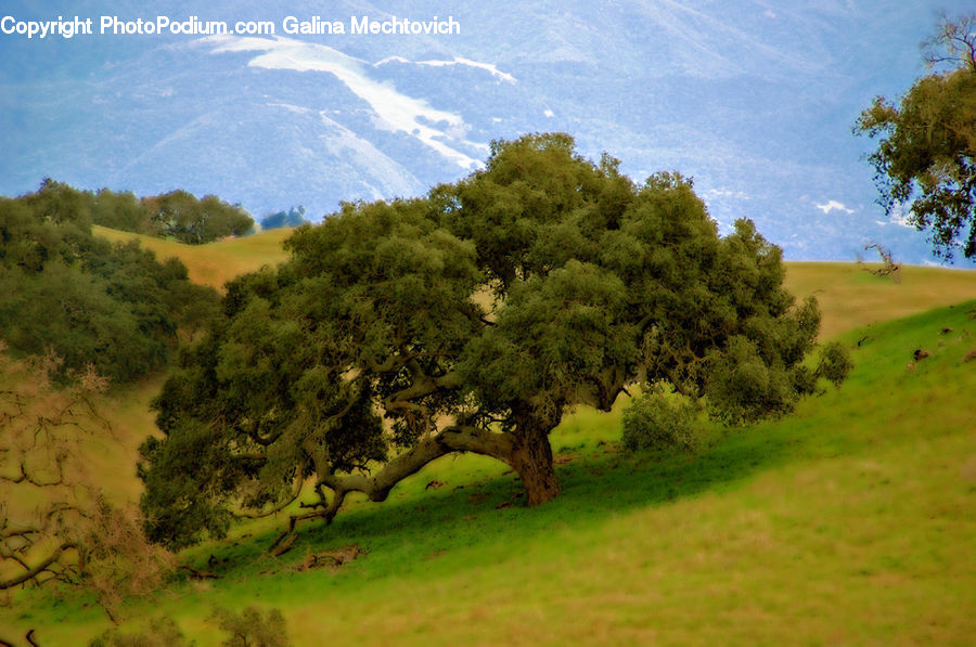 Plant, Tree, Field, Grass, Grassland, Land, Outdoors