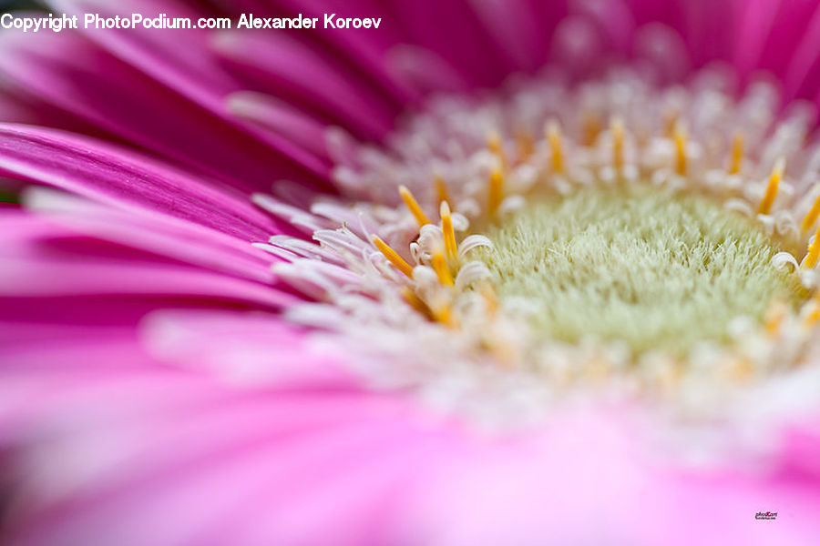 Flora, Pollen, Blossom, Flower, Plant, Daisies, Daisy