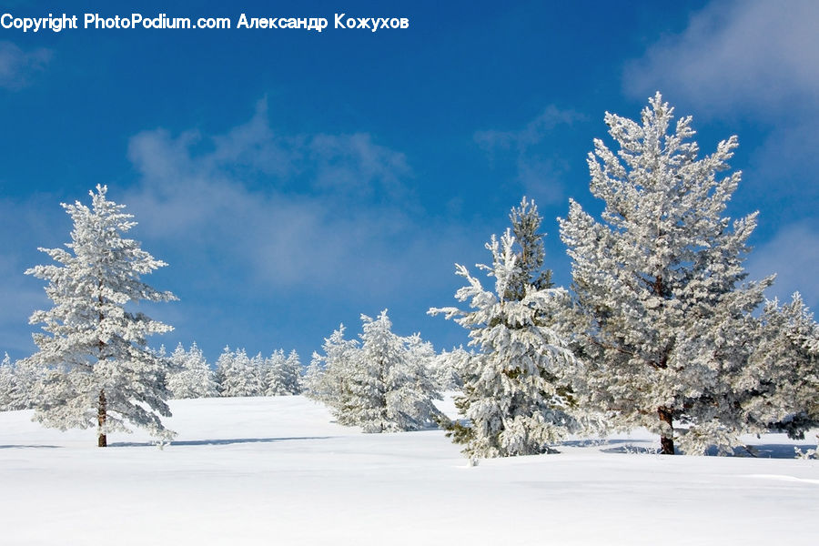 Conifer, Fir, Spruce, Wood, Landscape, Nature, Scenery