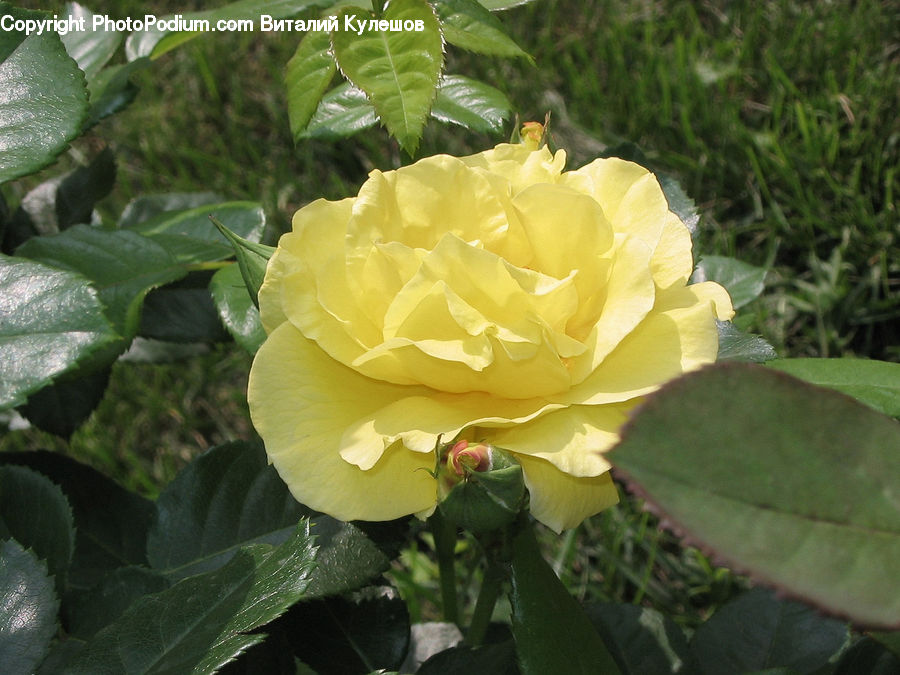 Blossom, Flower, Plant, Rose, Flora, Petal, Araceae