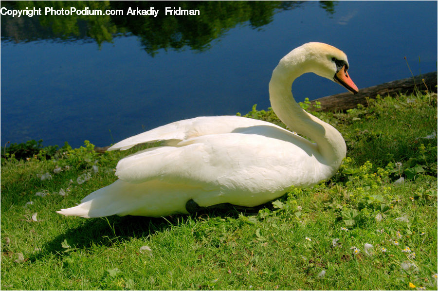 Bird, Swan, Waterfowl, Beak, Goose, Crane Bird, Heron