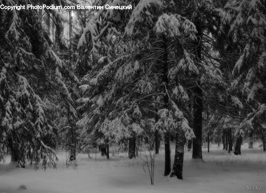 Plant, Tree, Ice, Outdoors, Snow, Forest, Vegetation