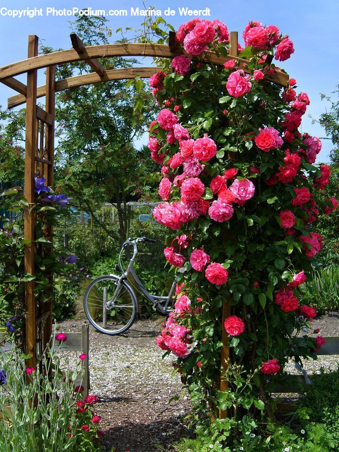 Plant, Potted Plant, Bicycle, Bike, Vehicle, Mountain Bike, Blossom